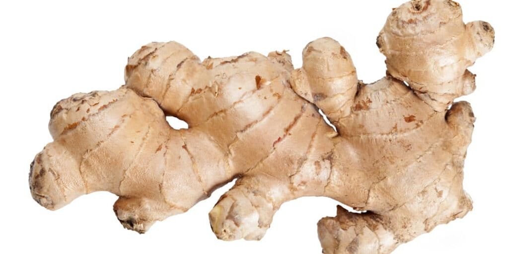 The root of ginger