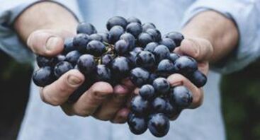 Grapes help enhance erections